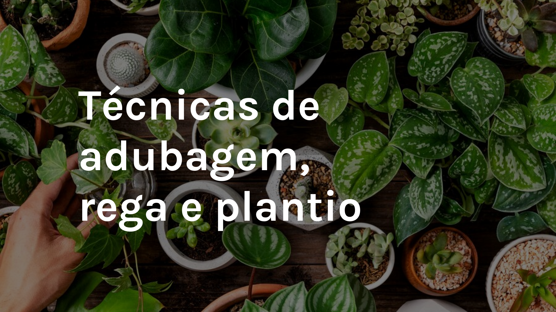 imagem 4